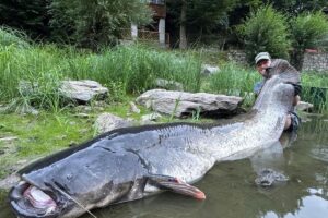 Pria Ceko Taklukkan Lele Raksasa 2,68 Meter